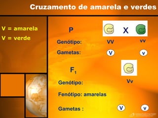 Cruzamento de amarela e verdes P Fenótipo: amarelas V = amarela V = verde F 1 VV vv Genótipo: Gametas: V v Vv Genótipo: Gametas : V v 