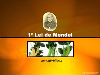1º Lei de Mendel monoibridismo 