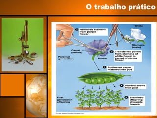O trabalho prático 
