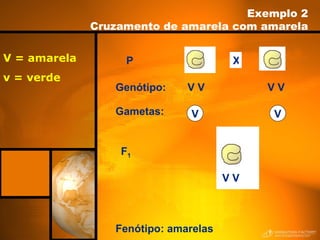 P Fenótipo: amarelas Exemplo 2 Cruzamento de amarela com amarela V = amarela v = verde Gametas:   V V Genótipo: V V V V F 1 V V X 