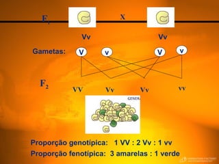 F2
Proporção genotípica: 1 VV : 2 Vv : 1 vv
Proporção fenotípica: 3 amarelas : 1 verde
Gametas: vvV V
Vv Vv
F1
X
VV Vv Vv vv
 