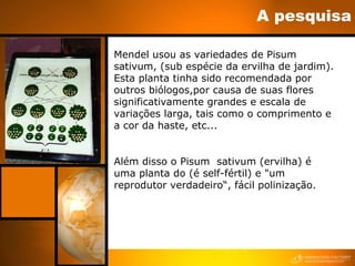 A pesquisa
Mendel usou as variedades de Pisum
sativum, (sub espécie da ervilha de jardim).
Esta planta tinha sido recomendada por
outros biólogos,por causa de suas flores
significativamente grandes e escala de
variações larga, tais como o comprimento e
a cor da haste, etc...
Além disso o Pisum sativum (ervilha) é
uma planta do (é self-fértil) e "um
reprodutor verdadeiro“, fácil polinização.
 