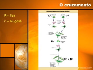O cruzamento
R= lisa
r = Rugosa
RR rr
R r
Rr
Rr x Rr
Rr
 