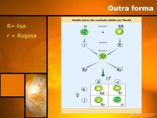 Outra forma
R= lisa
r = Rugosa
rr RR
r R
Rr
Rr
Rr
R r
R
r
RR Rr
Rr rr
 