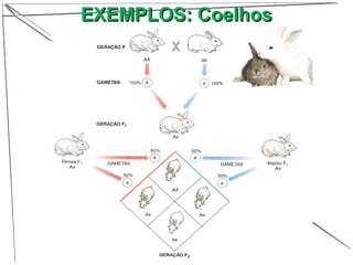 EXEMPLOS: CoelhosEXEMPLOS: Coelhos
 