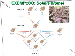 EXEMPLOS:EXEMPLOS: Coleus blumeiColeus blumei
 