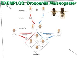 EXEMPLOS:EXEMPLOS: Drosophila MelanogasterDrosophila Melanogaster
 