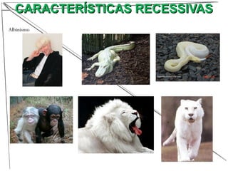 CARACTERÍSTICAS RECESSIVASCARACTERÍSTICAS RECESSIVAS
Albinismo
 