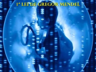 1ª LEI DE GREGOR MENDEL1ª LEI DE GREGOR MENDEL
 
