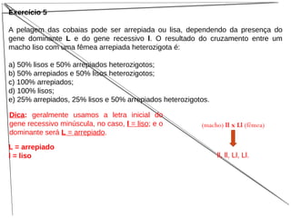 Exercício 5
A pelagem das cobaias pode ser arrepiada ou lisa, dependendo da presença do
gene dominante L e do gene recessivo l. O resultado do cruzamento entre um
macho liso com uma fêmea arrepiada heterozigota é:
a) 50% lisos e 50% arrepiados heterozigotos;
b) 50% arrepiados e 50% lisos heterozigotos;
c) 100% arrepiados;
d) 100% lisos;
e) 25% arrepiados, 25% lisos e 50% arrepiados heterozigotos.
Dica: geralmente usamos a letra inicial do
gene recessivo minúscula, no caso, l = liso; e o
dominante será L = arrepiado.
L = arrepiado
l = liso
(macho) ll x Ll (fêmea)
ll, ll, Ll, Ll.
 