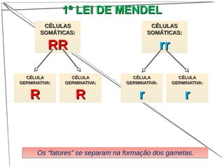 Os “fatores” se separam na formação dos gametas.Os “fatores” se separam na formação dos gametas.
CÉLULASCÉLULAS
SOMÁTICAS:SOMÁTICAS:
RRRR
CÉLULACÉLULA
GERMINATIVA:GERMINATIVA:
RR
CÉLULACÉLULA
GERMINATIVA:GERMINATIVA:
RR
CÉLULASCÉLULAS
SOMÁTICAS:SOMÁTICAS:
rrrr
CÉLULACÉLULA
GERMINATIVA:GERMINATIVA:
rr
CÉLULACÉLULA
GERMINATIVA:GERMINATIVA:
rr
1ª LEI DE MENDEL1ª LEI DE MENDEL
 