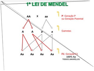 AAAA X
AA AA
AaAa AaAa AaAa AaAa
aaaa
aa aa
P: Geração P
ou Geração Parental
Gametas
F1: Geração F1
100% Aa
TODOS AMARELOS
1ª LEI DE MENDEL1ª LEI DE MENDEL
 