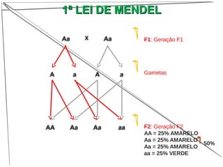 AaAa X
AA aa
AAAA AaAa AaAa aaaa
AaAa
AA aa
F1: Geração F1
Gametas
F2: Geração F2
AA = 25% AMARELO
Aa = 25% AMARELO
Aa = 25% AMARELO
aa = 25% VERDE
50%
1ª LEI DE MENDEL1ª LEI DE MENDEL
 