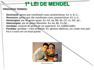 PRINCIPAIS TERMOS:
- Dominante: genes que manifestam suas características. Ex: A, B, C...
- Recessivo: genes que não manifestam suas características. Ex: a, b...
- Homozigoto: par de genes iguais. Ex: AA, aa, BB, bb, CC, cc, DD, dd...
- Heterozigoto: par de genes diferentes. Ex: Aa, Bb, Cc,Dd ...
- Genótipo: conjunto de genes de um organismo. Ex: AaBBCcddEe
- Fenótipo: genótipo + meio ambiente. Ex: gêmeos idênticos, um criado num país
frio e o outro em um local quente.
1ª LEI DE MENDEL1ª LEI DE MENDEL
Gêmeos idênticos.
 
