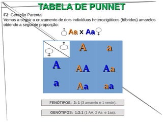 TABELA DE PUNNETTABELA DE PUNNET
AA aa
AA
aa
F2: Geração Parental
Vemos a seguir o cruzamento de dois indivíduos heterozigóticos (híbridos) amarelos
obtendo a seguinte proporção:
AaAa x AaAa
FENÓTIPOS: 3: 1 (3 amarelo e 1 verde).FENÓTIPOS: 3: 1 (3 amarelo e 1 verde).
GENÓTIPOS: 1:2:1 (1 AA, 2 Aa e 1aa).GENÓTIPOS: 1:2:1 (1 AA, 2 Aa e 1aa).
AAAA AAaa
AAaa aaaa
 