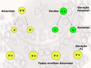 Experimentos de Mendel: Genética, Dominância e Herança | PPTX