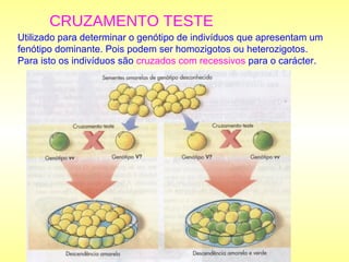 CRUZAMENTO TESTE
Utilizado para determinar o genótipo de indivíduos que apresentam um
fenótipo dominante. Pois podem ser homozigotos ou heterozigotos.
Para isto os indivíduos são cruzados com recessivos para o carácter.
 