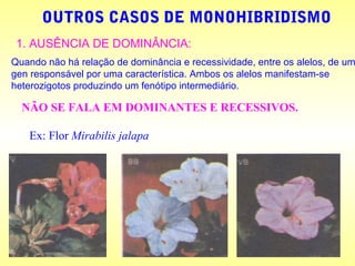 OUTROS CASOS DE MONOHIBRIDISMO
1. AUSÊNCIA DE DOMINÂNCIA:
Quando não há relação de dominância e recessividade, entre os alelos, de um
gen responsável por uma característica. Ambos os alelos manifestam-se
heterozigotos produzindo um fenótipo intermediário.
NÃO SE FALA EM DOMINANTES E RECESSIVOS.
Ex: Flor Mirabilis jalapa
 