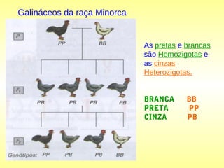 Galináceos da raça Minorca
As pretas e brancas
são Homozigotas e
as cinzas
Heterozigotas.
BRANCA BB
PRETA PP
CINZA PB
 