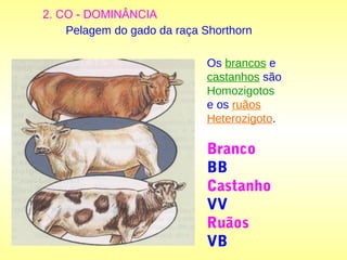 Pelagem do gado da raça Shorthorn
Os brancos e
castanhos são
Homozigotos
e os ruãos
Heterozigoto.
Branco
BB
Castanho
VV
Ruãos
VB
2. CO - DOMINÂNCIA
 