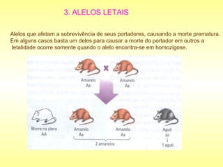 3. ALELOS LETAIS
Alelos que afetam a sobrevivência de seus portadores, causando a morte prematura.
Em alguns casos basta um deles para causar a morte do portador em outros a
letalidade ocorre somente quando o alelo encontra-se em homozigose.
 