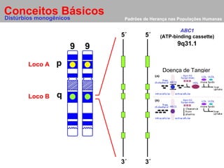 Padrões de Herança nas Populações Humanas Conceitos Básicos 9 p q 9 Distúrbios monogênicos Loco A Loco B 5´ 5´ 3´ 3´ 9q31.1 ABC1 (ATP-binding cassette) Doença de Tangier 