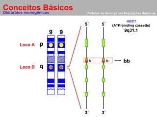 Padrões de Herança nas Populações Humanas Conceitos Básicos 9 p q 9 Distúrbios monogênicos Loco A Loco B 5´ 5´ 3´ 3´ 9q31.1 ABC1 (ATP-binding cassette) bb b b 