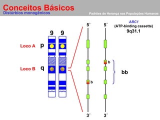 Padrões de Herança nas Populações Humanas Conceitos Básicos 9 p q 9 Distúrbios monogênicos Loco A Loco B 5´ 5´ 3´ 3´ bb 9q31.1 ABC1 (ATP-binding cassette) b b 