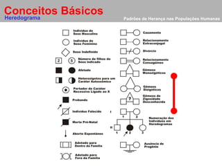 Padrões de Herança nas Populações Humanas Conceitos Básicos Heredograma 