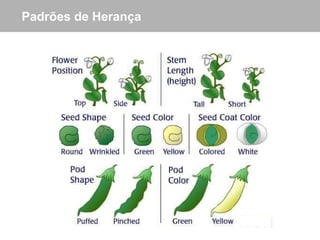 Padrões de Herança 