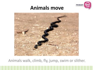 Animals move
Animals walk, climb, fly, jump, swim or slither.
 
