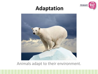 Adaptation
Animals adapt to their environment.
 