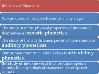 Branches of Phonetics
We can describe the speech sounds at any stage.
The study of of the physical properties of the sounds
themselves is acoustic phonetics.

The study of the way listeners perceive these sounds is
auditory phoneticss.
Our primay concern in today’s class is articulatory
phonetics,
the study of how the vocal tract produces speech
sounds; the physiological characteristics of speech
sounds

 