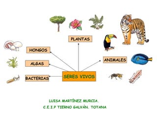 SERES VIVOS ANIMALES PLANTAS ALGAS BACTERIAS HONGOS LUISA MARTÍNEZ MURCIA.  C.E.I.P TIERNO GALVÁN. TOTANA 