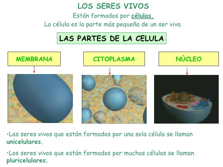 Los Seres No Vivos Estan Formados Por Celulas