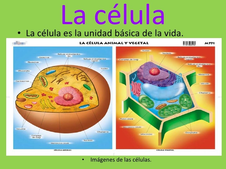 Los seres vivos (Alba G)