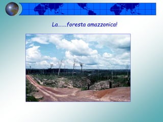 La…….foresta amazzonica!
 