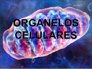 ORGANELOS
CELULARES
 