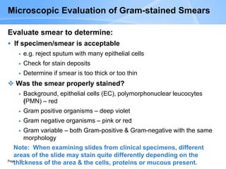 Page 12
Microscopic Evaluation of Gram-stained Smears
Evaluate smear to determine:
 If specimen/smear is acceptable
 e.g. reject sputum with many epithelial cells
 Check for stain deposits
 Determine if smear is too thick or too thin
 Was the smear properly stained?
 Background, epithelial cells (EC), polymorphonuclear leucocytes
(PMN) – red
 Gram positive organisms – deep violet
 Gram negative organisms – pink or red
 Gram variable – both Gram-positive & Gram-negative with the same
morphology
Note: When examining slides from clinical specimens, different
areas of the slide may stain quite differently depending on the
thickness of the area & the cells, proteins or mucous present.
 