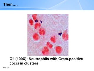 Page 23
Oil (100X): Neutrophils with Gram-positive
cocci in clusters
Then….
 