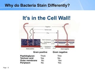 Page 6
Gram positive Gram negative
Peptidoglycan Thick Thin
Teichoic acid Yes No
Outer membrane No Yes
Periplasm No Yes
Why do Bacteria Stain Differently?
It’s in the Cell Wall!
 