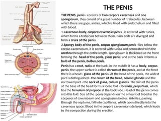 anatomy-of-male-reproductive-health-pptx