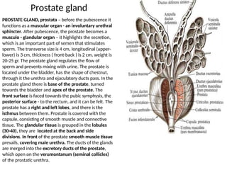 Prostate Chestnut Anatomy of male Reproductive health.pptx