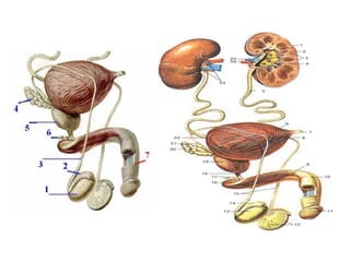 Anatomy of male Reproductive health.pptx