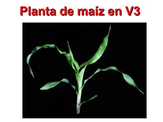 Planta de maíz en V3Planta de maíz en V3
 