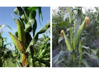 cultivo de maiz