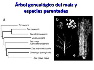 Árbol genealógico del maíz yÁrbol genealógico del maíz y
especies parentadasespecies parentadas
 