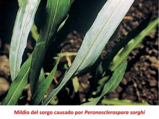Mildio del sorgo causado por Peronosclerospora sorghi
 