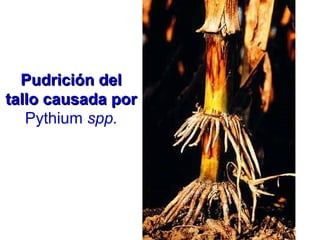 Pudrición delPudrición del
tallo causada portallo causada por
Pythium spp.
 