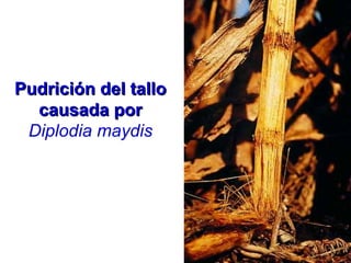 Pudrición del talloPudrición del tallo
causada porcausada por
Diplodia maydis
 